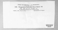 Phragmidium potentillae image
